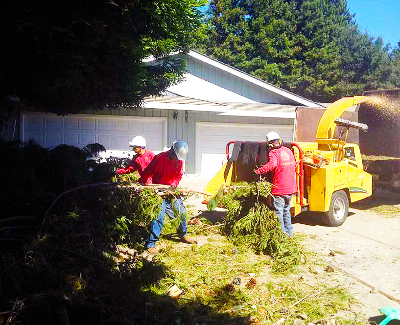 Timberland Tree Care Workers Chipping tree limbs