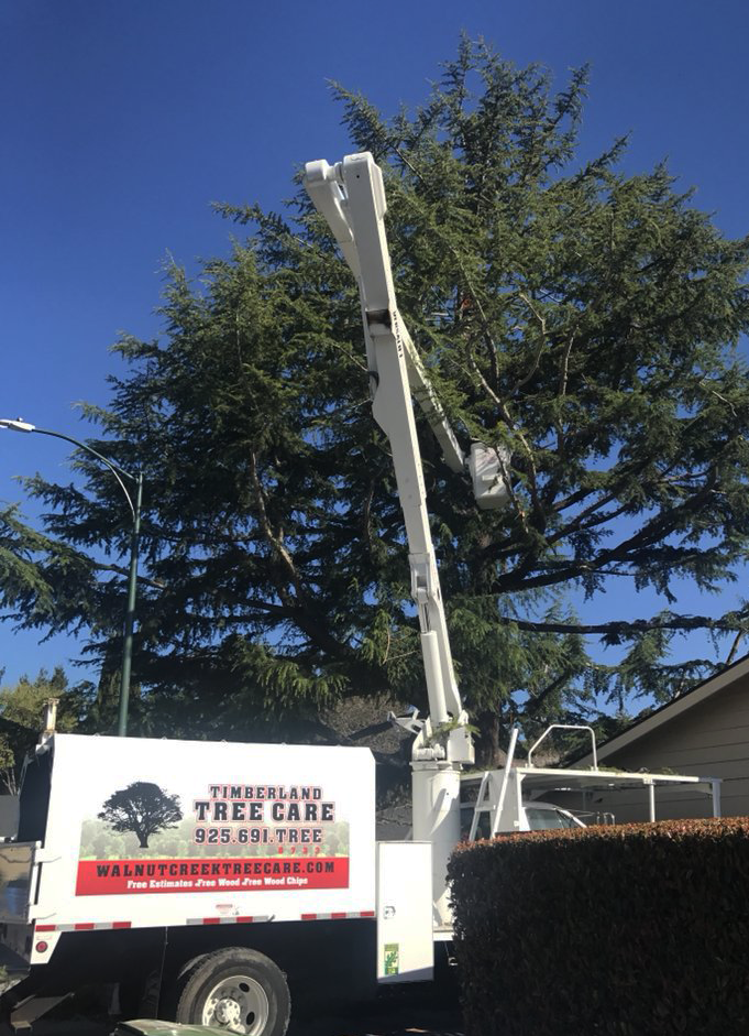 tree trimming boom truck