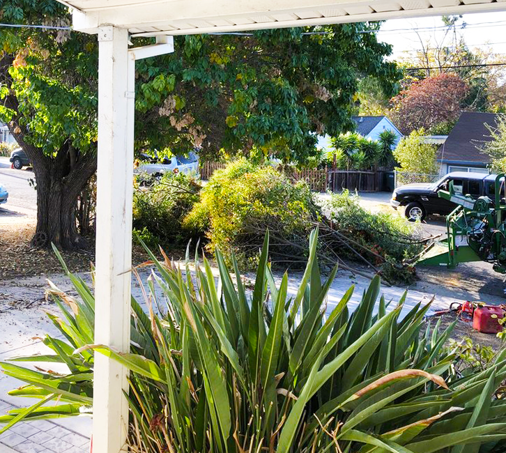 Timberland Tree Care yard work being done