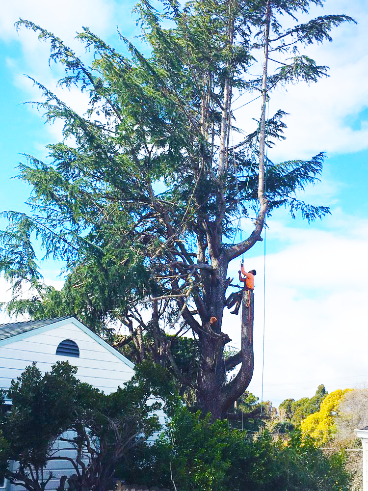 Timberland Tree Care climber in tree