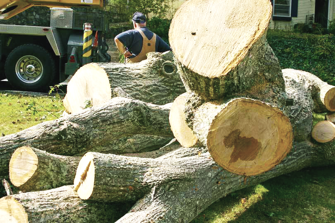 Timberland Tree Care Workers cutting huge tree