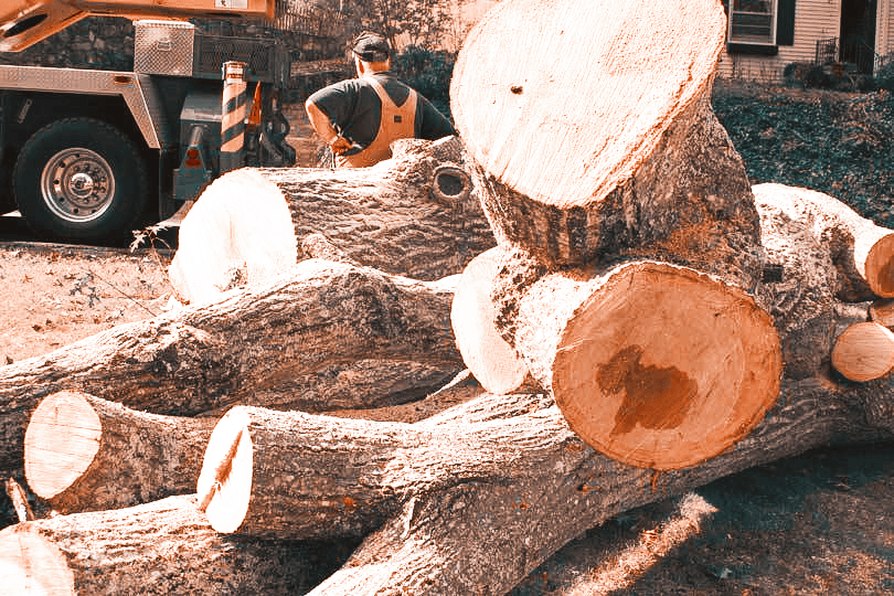 Timberland Tree Care giant tree removal