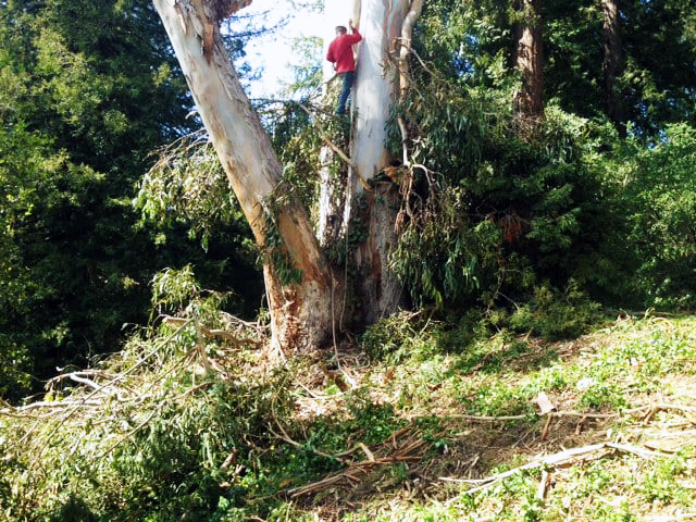 Timberland Tree Care tree climber taking care of tree