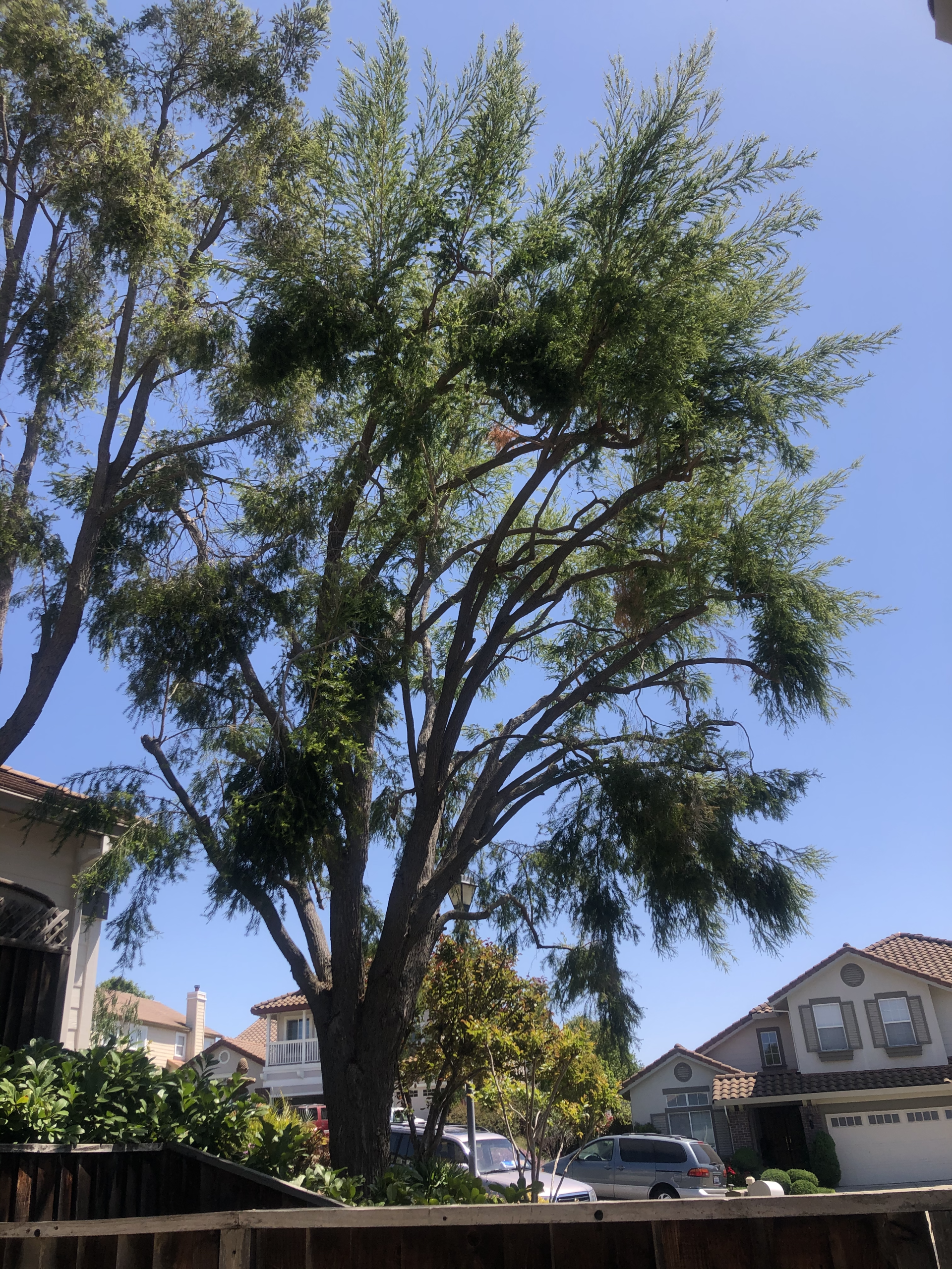 Timberland Tree Care trees being worked on