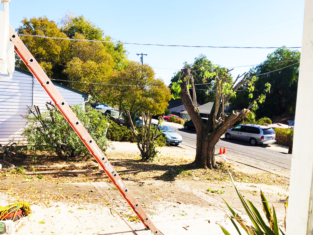 Timberland Tree Care pruned this tree