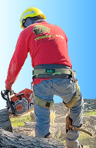 Timberland Tree Care worker with a chainsaw