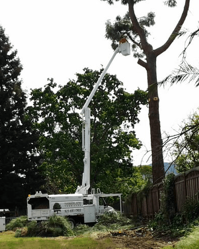 tree care