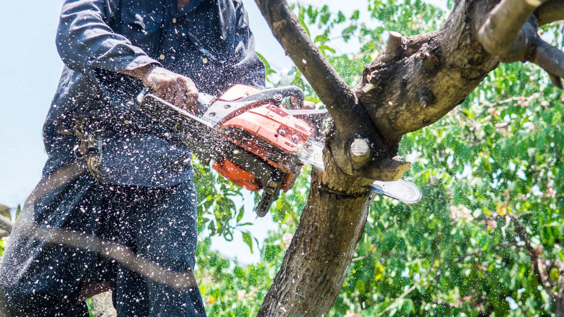 Tree worker cutting off a tree limb