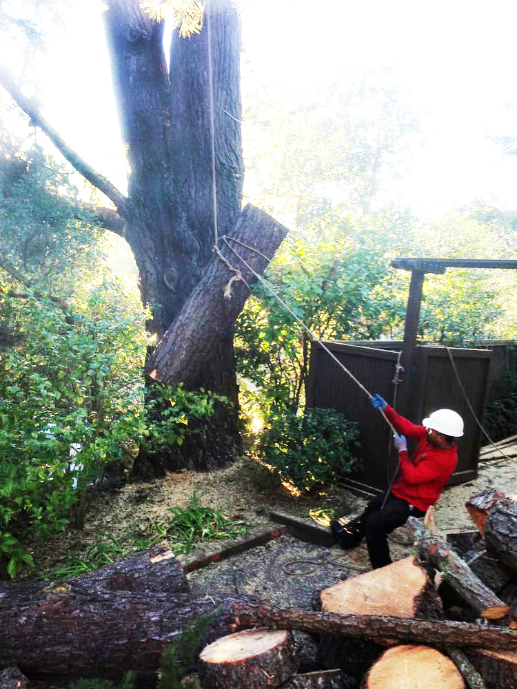 Timberland Tree Care crew guiding a cut portion of a big tree with a rope