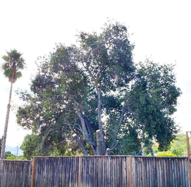 Timberland Tree Care - trees that have been trimmed