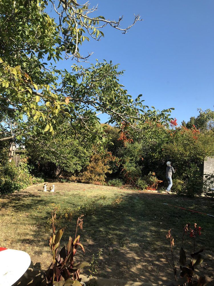 Timberland Tree Care worker trimming a tree