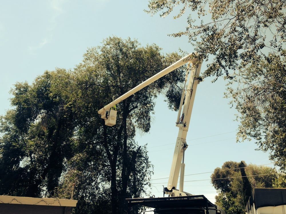 Timberland Tree Care boom truck