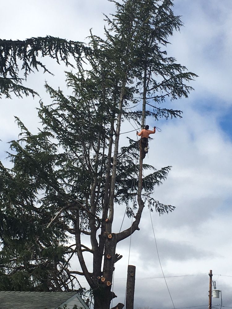 Timberland Tree Care climber servicing a tree