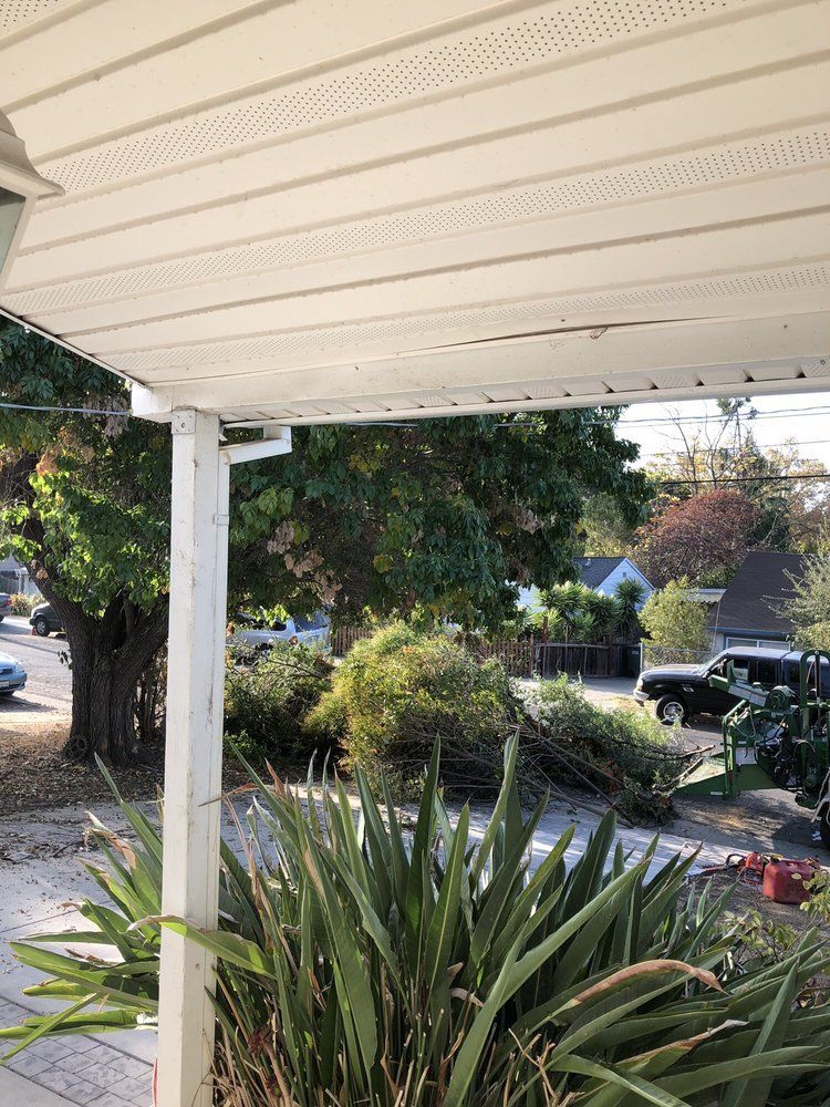 Yard work being done by Timberland Tree Care