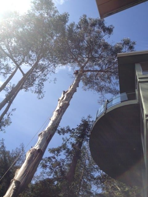 Timberland Tree Care trimmed this tree