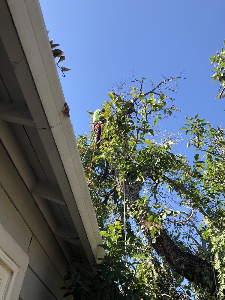 Timberland Tree Care tree climber in problem tree that had gotten too close to the roof of the house.