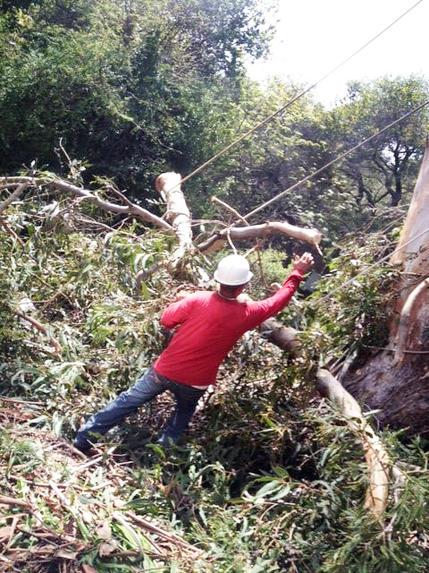 Timberland Tree Care crew guiding a cut portion of a big tree with rope