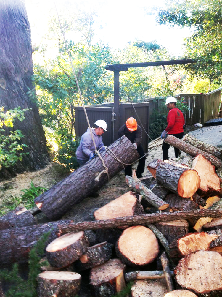 Timberland Tree Care Workers