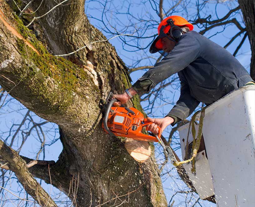 worker cutting tree