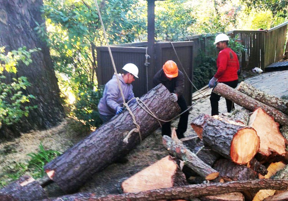 Timberland Tree Care crew cutting up downed tree