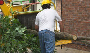 Timberland Tree Care worker