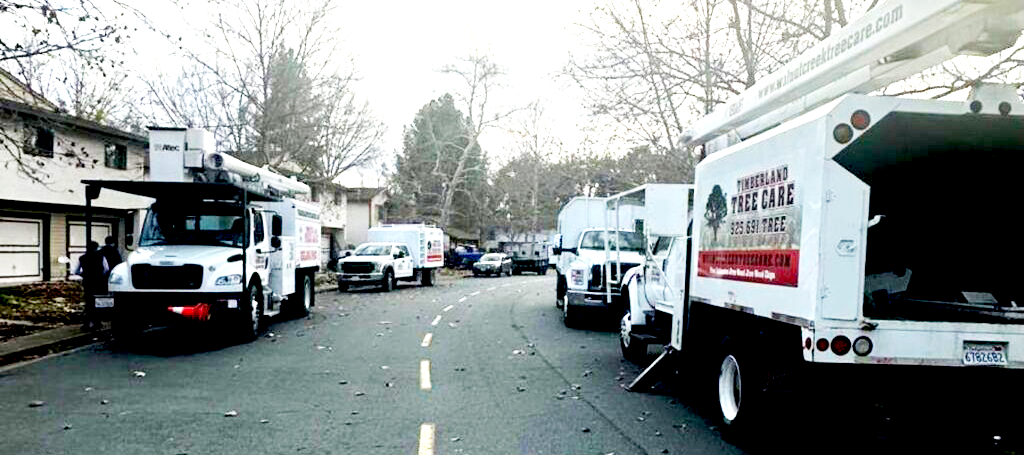 Timberland Tree Care truck
