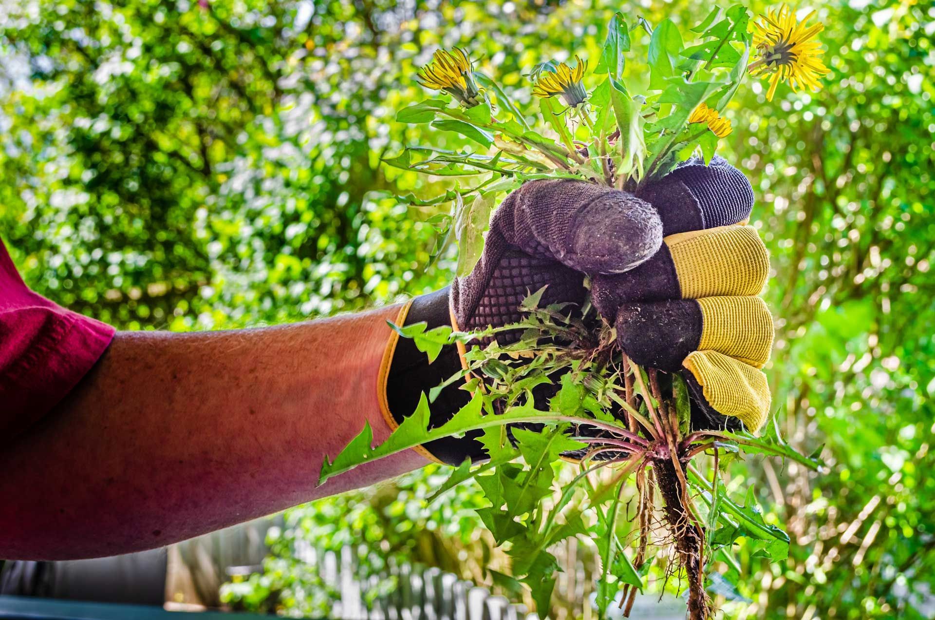 Gloved hand holding weeds with yellow flowers, pulled from the ground. Green foliage in the background. Gloved hand holding weeds with yellow flowers, pulled from the ground. Green foliage in the background.