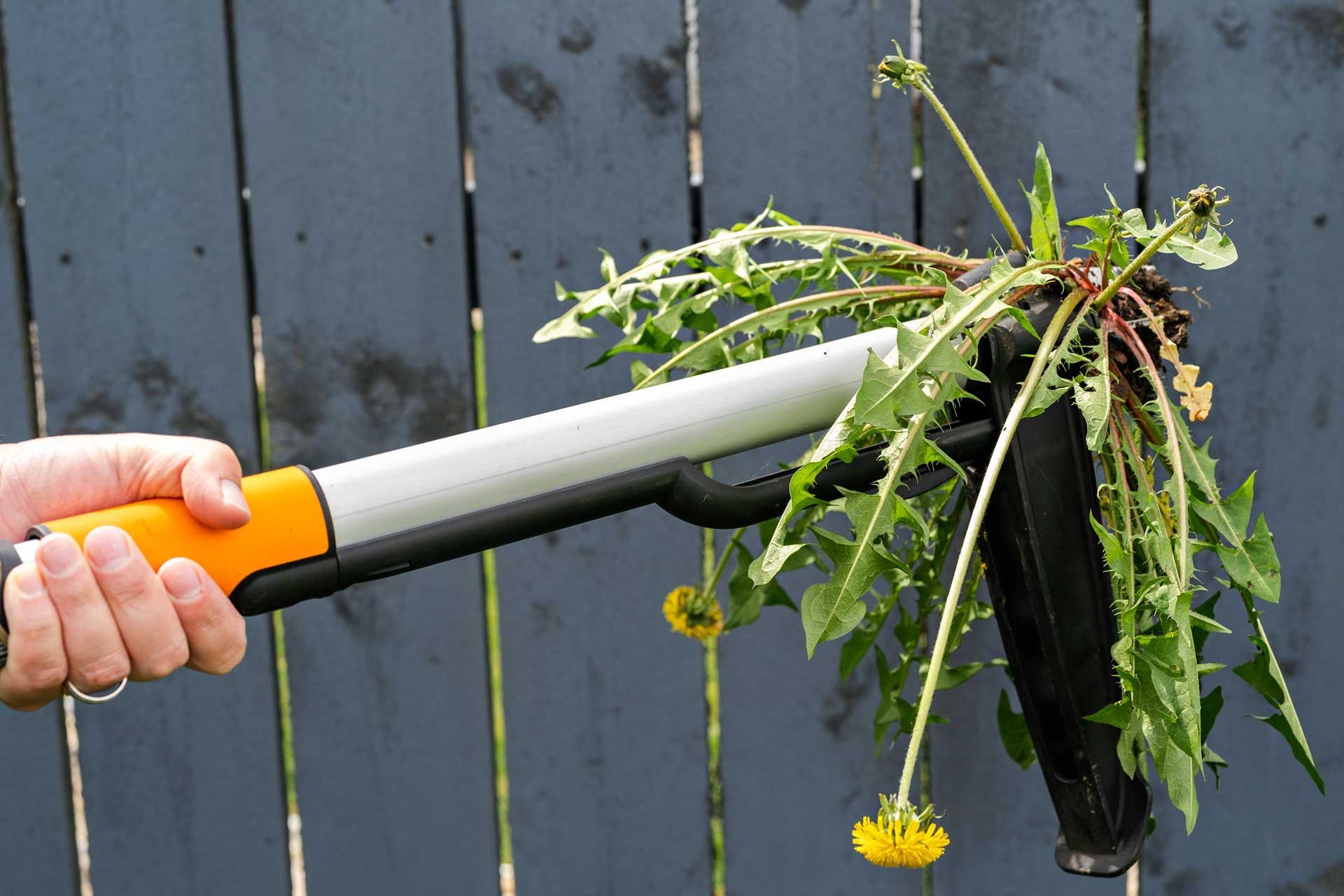 Hand holding a long-handled weeding tool, removing dandelions from a garden bed near a wooden fence. Hand holding a long-handled weeding tool, removing dandelions from a garden bed near a wooden fence.