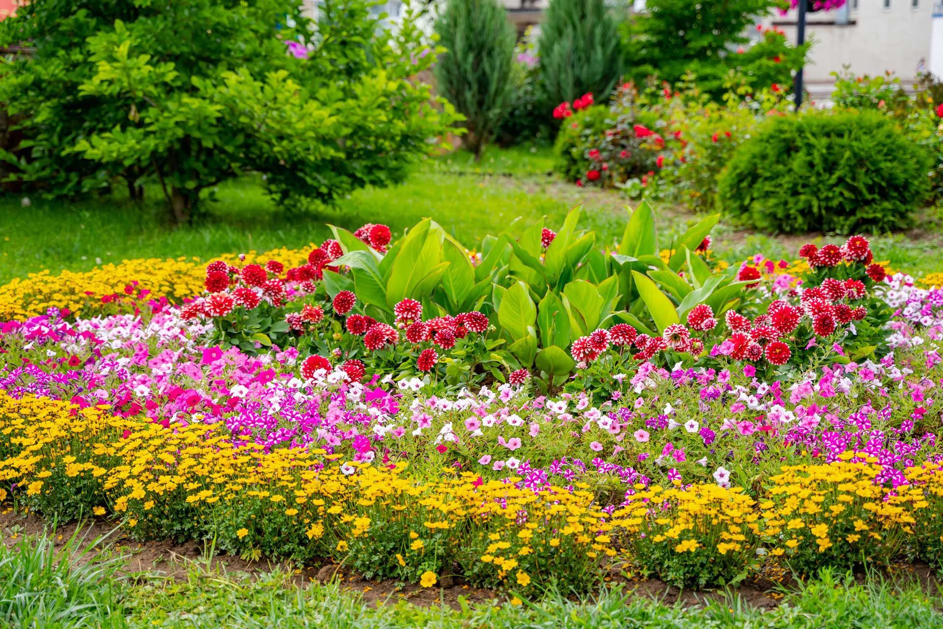 A vibrant garden bed overflowing with yellow, pink, and red flowers, surrounded by green grass and trees. A vibrant garden bed overflowing with yellow, pink, and red flowers, surrounded by green grass and trees.