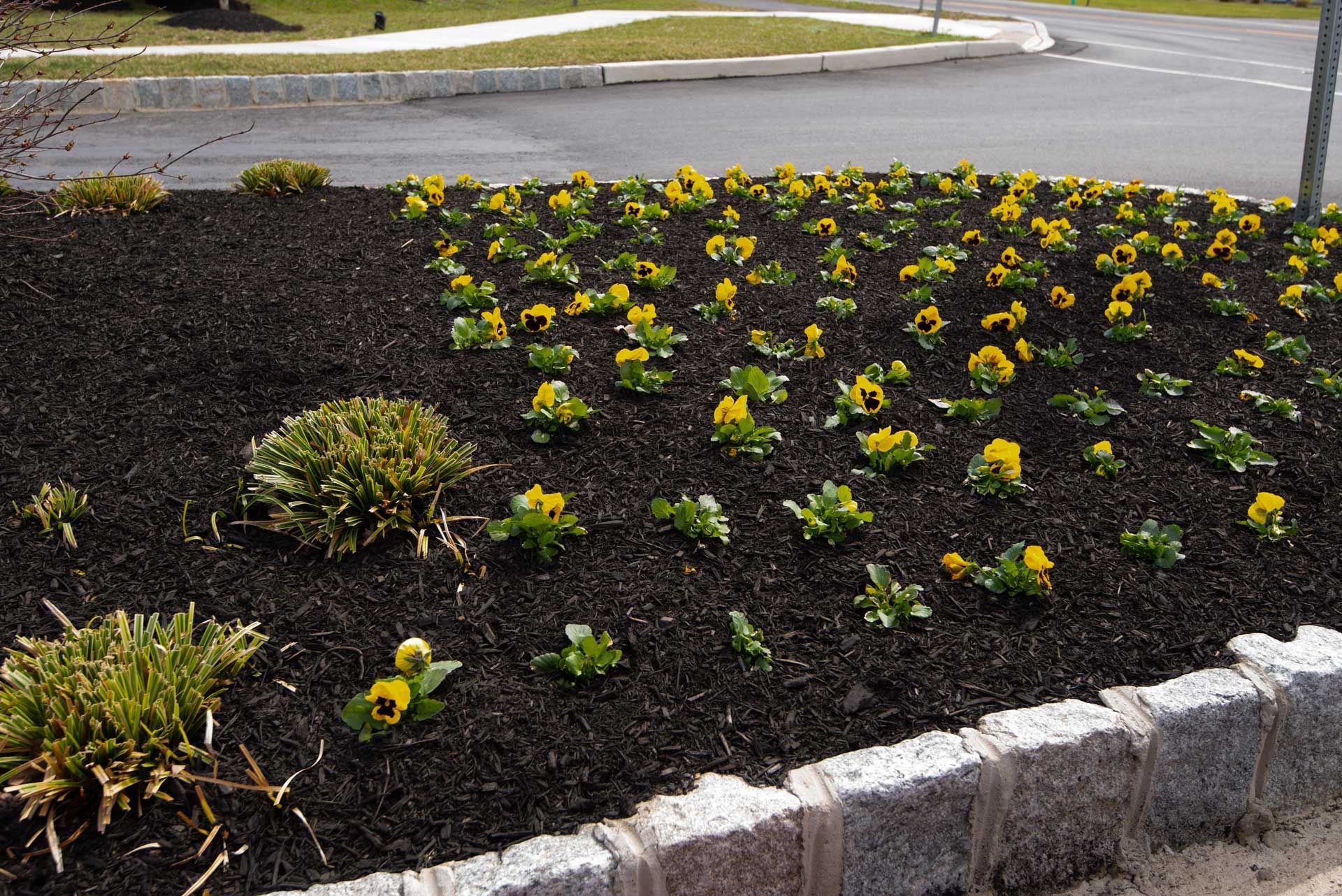 Yellow flowers in dark mulch bed, bordered by concrete, near a road. Yellow flowers in dark mulch bed, bordered by concrete, near a road.