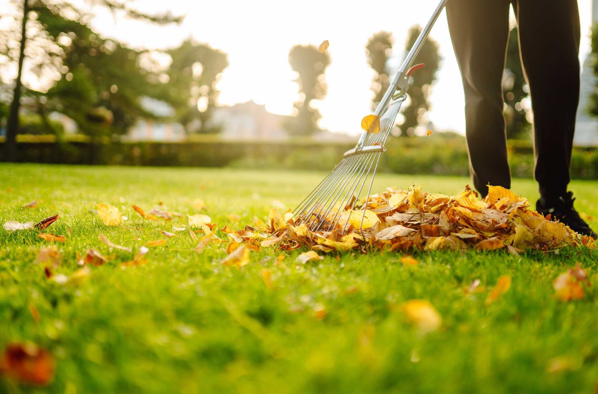 Person raking a pile of fallen yellow leaves on a green lawn in the sunlight.