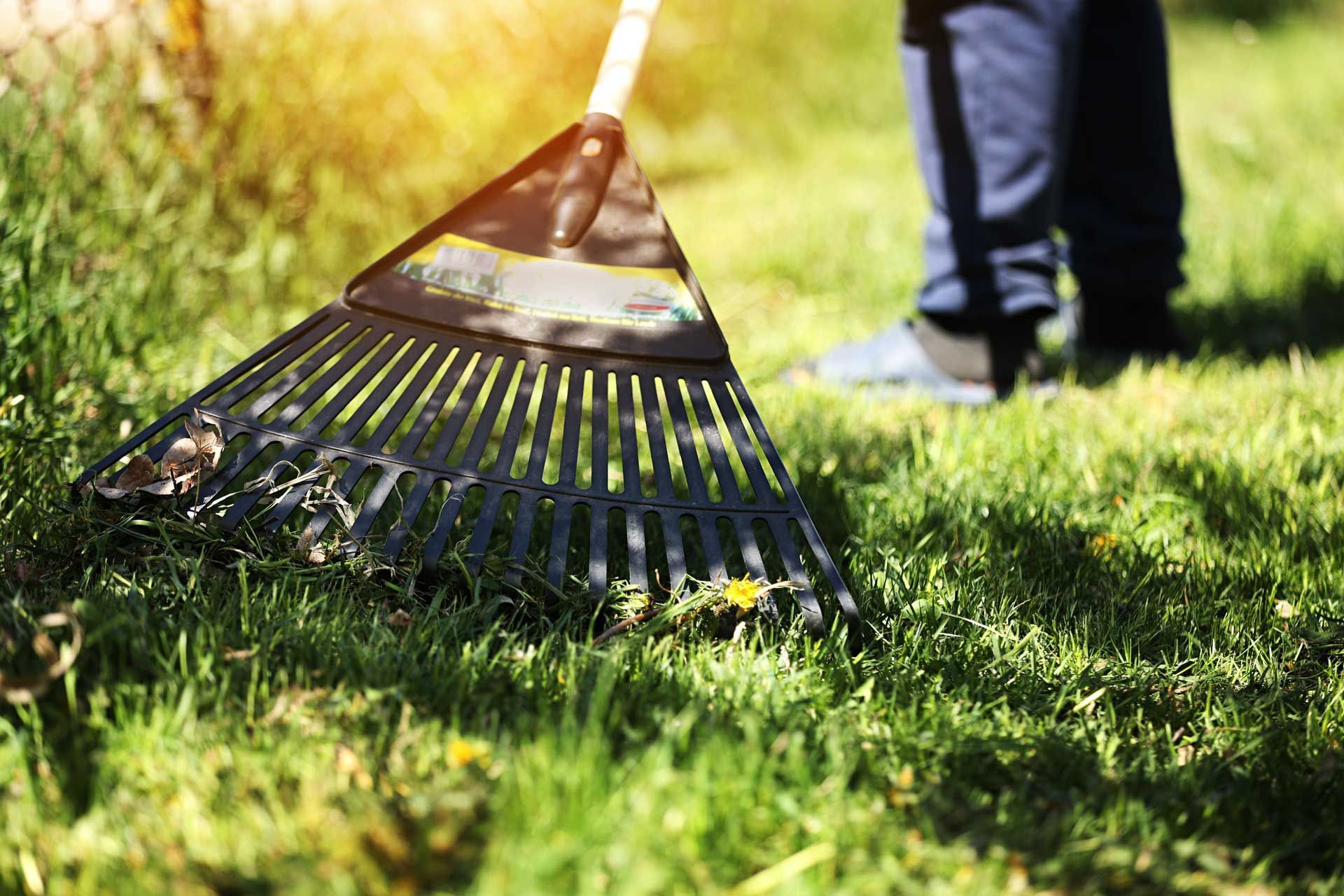 Black rake on grass, person raking leaves in sunny yard. Black rake on grass, person raking leaves in sunny yard.