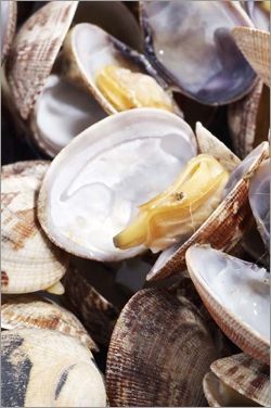 Un montón de almejas frescas, algunas abiertas para dejar al descubierto su interior pálido y carnoso y sus conchas blancas y lisas.