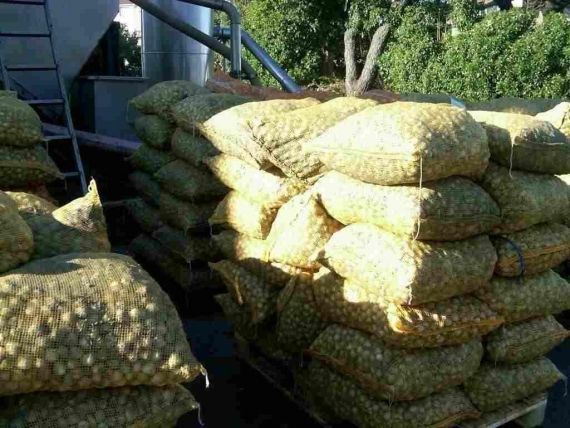 Grandes bolsas de malla llenas de fruta y verdura amarilla, apiladas en palés al aire libre cerca de equipos industriales.