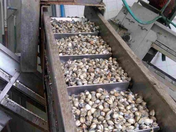 Bandejas metálicas llenas de almejas se desplazan a lo largo de una cinta transportadora industrial en una planta de procesamiento.