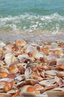 Una costa cubierta por una densa capa de diversas conchas marinas, con suaves olas oceánicas que acarician la playa de arena.