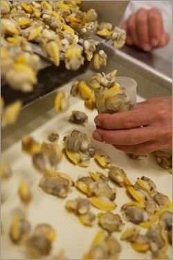 Una mano llena un pequeño vaso transparente con almejas amarillas y grises recién extraídas de una cinta transportadora de procesamiento.
