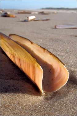 Una concha de almeja navaja abierta y de color marrón claro, descansando sobre la arena de la playa, con madera flotante borrosa al fondo.