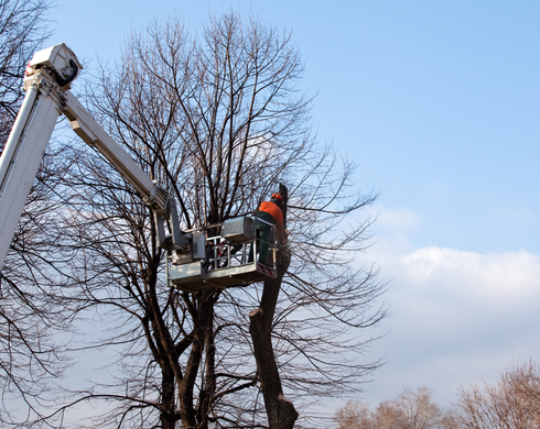 emergency tree removals essex