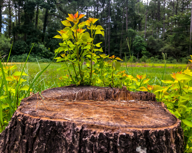 tree stump removal