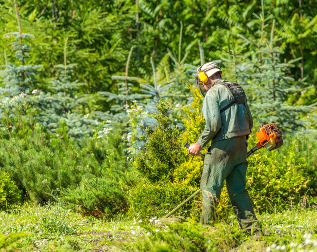 tree care maintenance