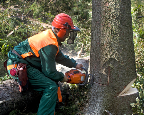 tree cutting essex