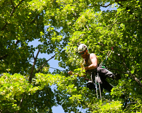 tree surgeons essex