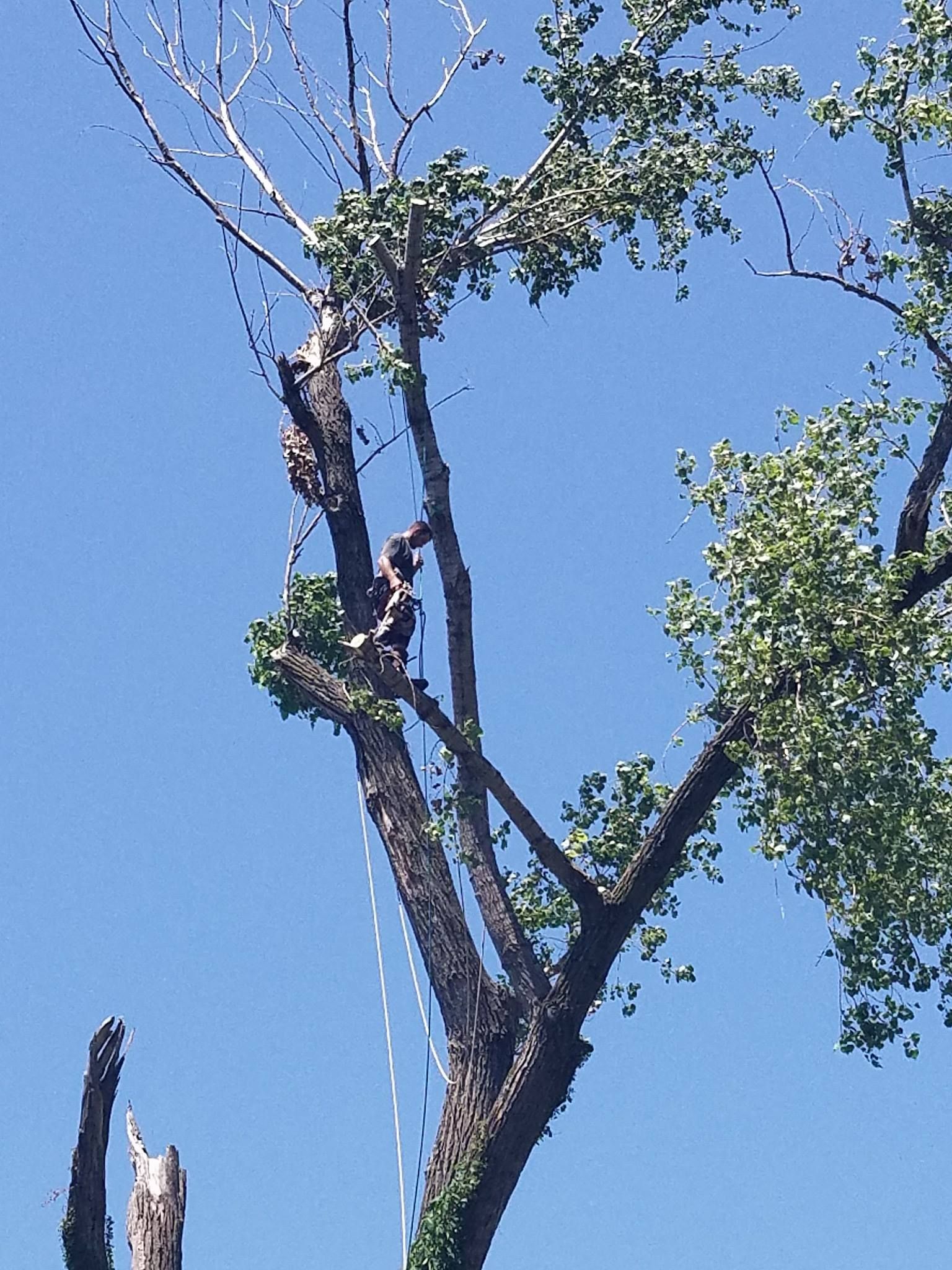 A person is climbing a tree with a blue sky in the background