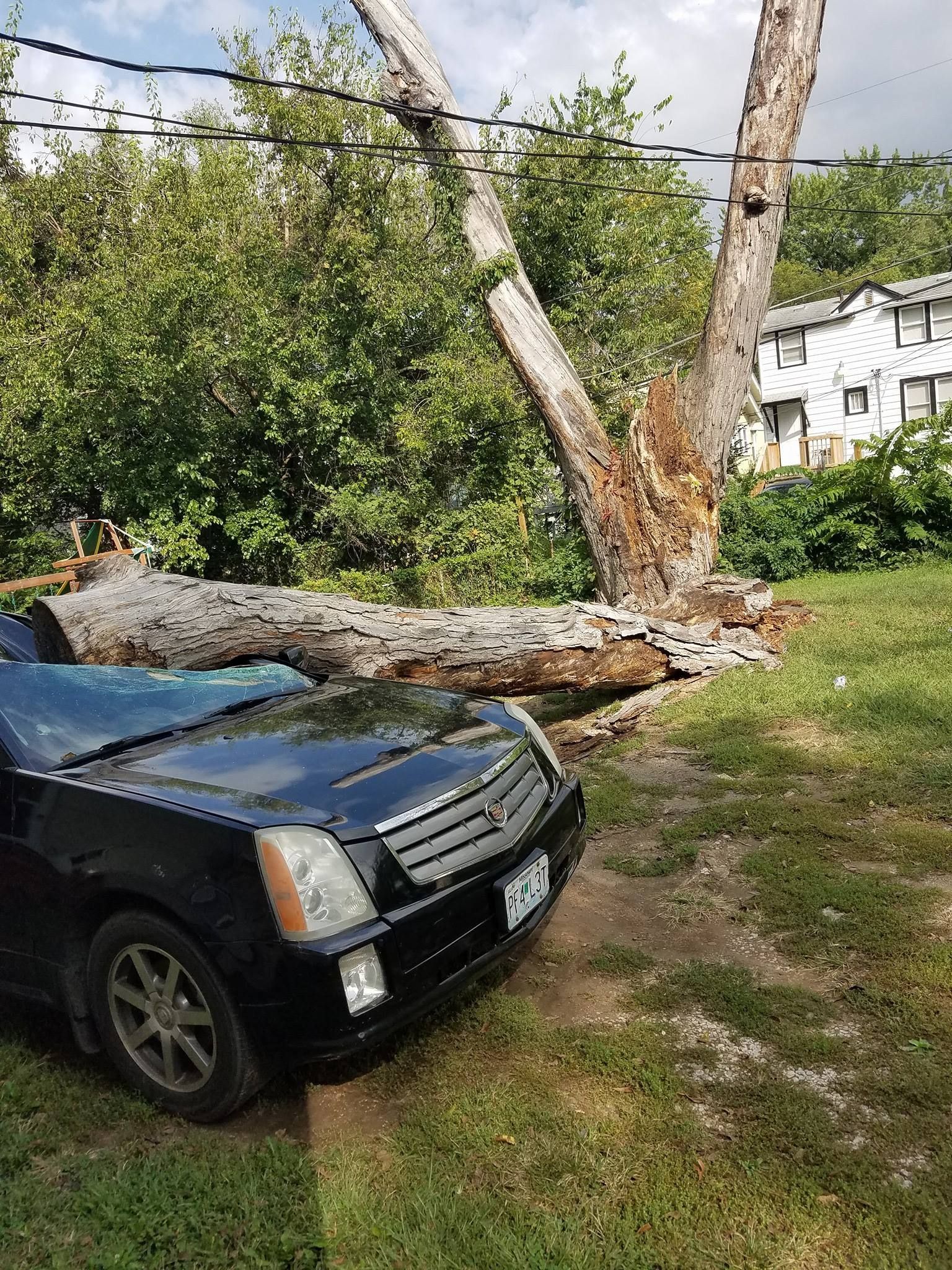 A black car is parked in front of a fallen tree.