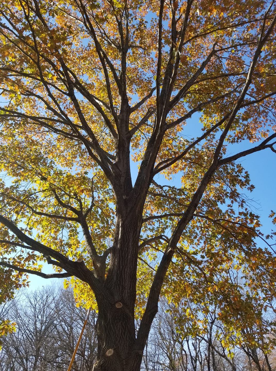 A tree with yellow leaves against a blue sky