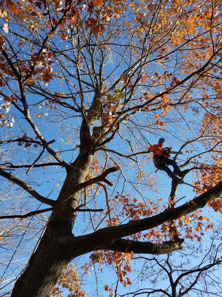 A man is climbing a tree with a chainsaw.