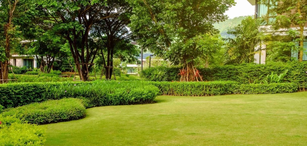A large lawn surrounded by trees and bushes in a park.