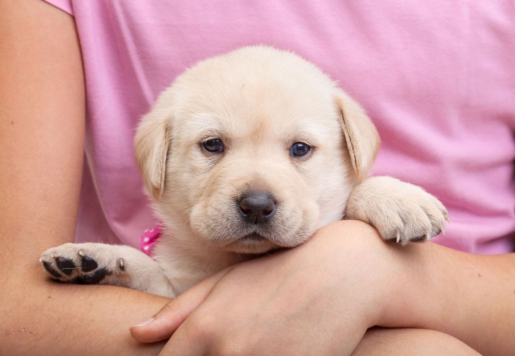 About Paws & Pastures Animal Care, LLC About Paws & Pastures Animal Care, LLC