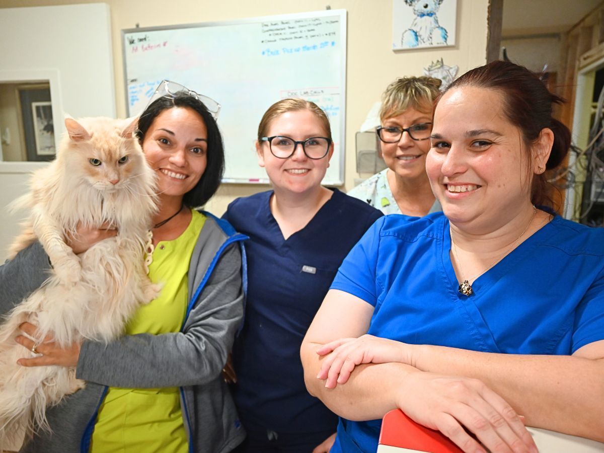 Staff photo holding an orange cat